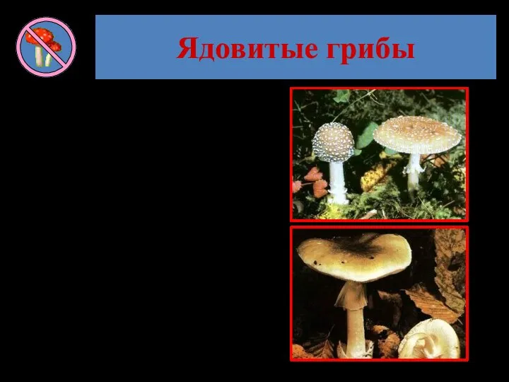 Ядовитые грибы Отравление грибами тем опаснее, чем длиннее промежуток