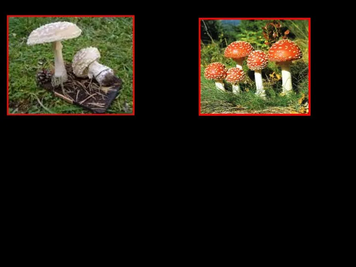 Мухомор шероховатый. Встречается редко, несъедобен. Мухомор красный. Встречается очень часто, ядовитый гриб.