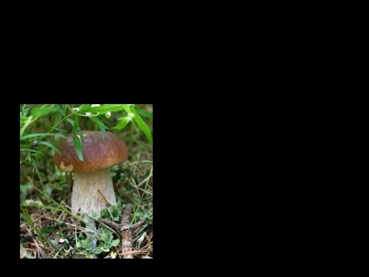 Познакомимся со съедобными грибами