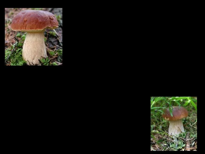 Какие съедобные грибы растут в Краснодарском крае?
