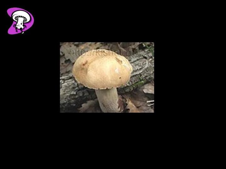 Места обитания: листопадные, смешанные и хвойные леса, часто среди мха, съедобный Белый гриб