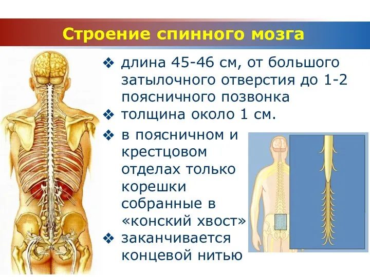 Строение спинного мозга в поясничном и крестцовом отделах только корешки собранные в