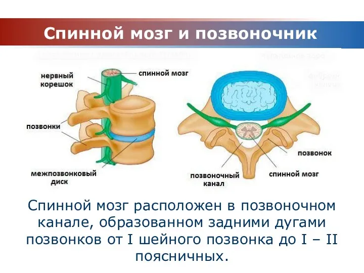 Спинной мозг и позвоночник Спинной мозг расположен в позвоночном канале, образованном задними