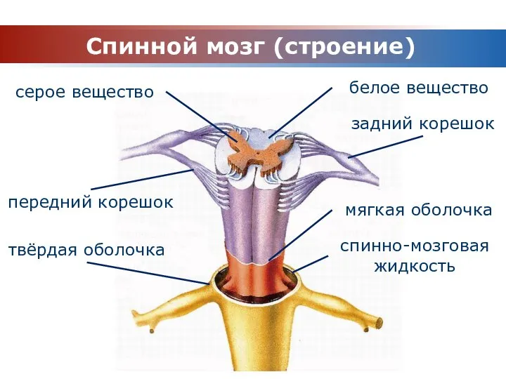 Спинной мозг (строение) серое вещество спинно-мозговая жидкость белое вещество задний корешок передний