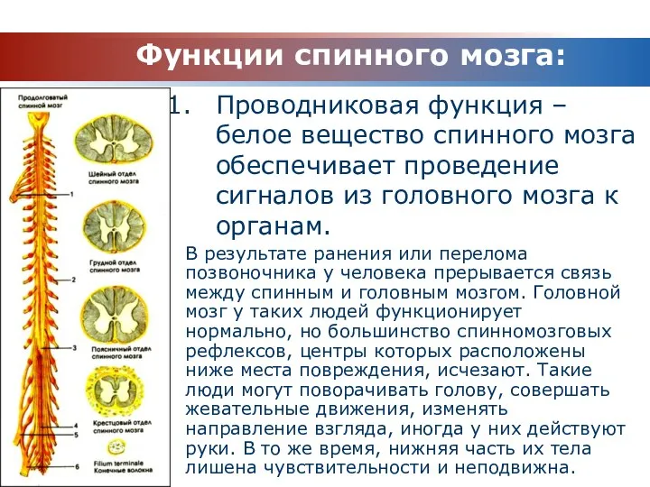 Функции спинного мозга: Проводниковая функция – белое вещество спинного мозга обеспечивает проведение