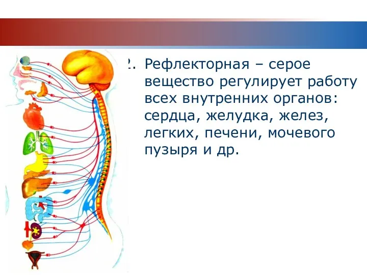 Рефлекторная – серое вещество регулирует работу всех внутренних органов: сердца, желудка, желез,