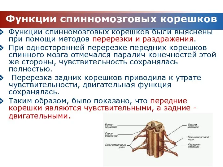 Функции спинномозговых корешков были выяснены при помощи методов перерезки и раздражения. При