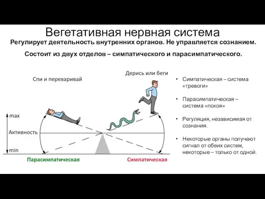 Вегетативная нервная система Регулирует деятельность внутренних органов. Не управляется сознанием. Состоит из