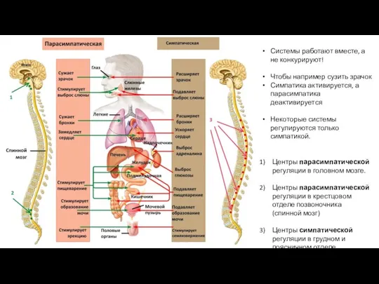 Системы работают вместе, а не конкурируют! Чтобы например сузить зрачок Симпатика активируется,