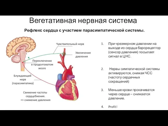 Вегетативная нервная система Рефлекс сердца с участием парасимпатической системы. При чрезмерном давлении