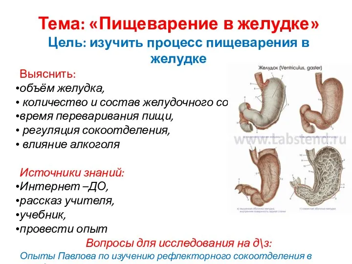 Тема: «Пищеварение в желудке» Цель: изучить процесс пищеварения в желудке Выяснить: объём