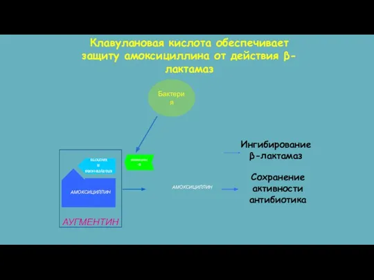 Бактерия В-лактамаза АМОКСИЦИЛЛИН Сохранение активности антибиотика клавулановая кислота АУГМЕНТИН Клавулановая кислота обеспечивает