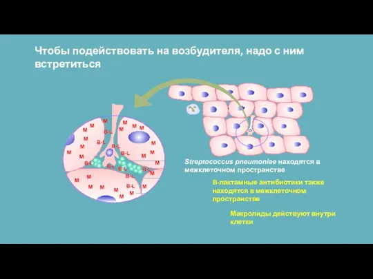 Чтобы подействовать на возбудителя, надо с ним встретиться