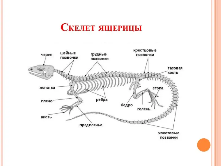 Скелет ящерицы