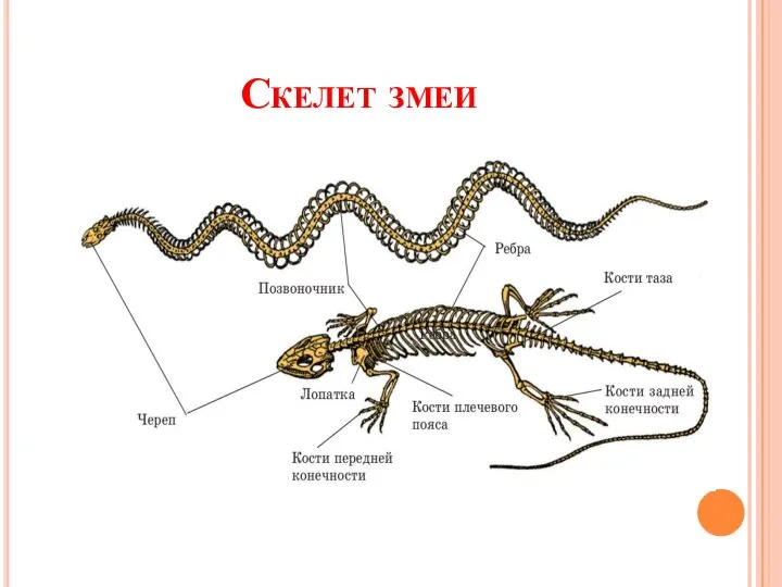 Скелет змеи