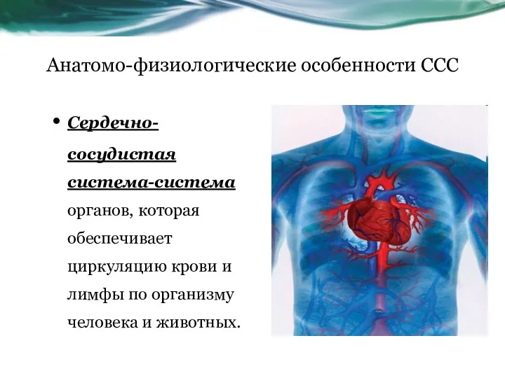 Анатомо-физиологические особенности ССС Сердечно-сосудистая система-система органов, которая обеспечивает циркуляцию крови и лимфы