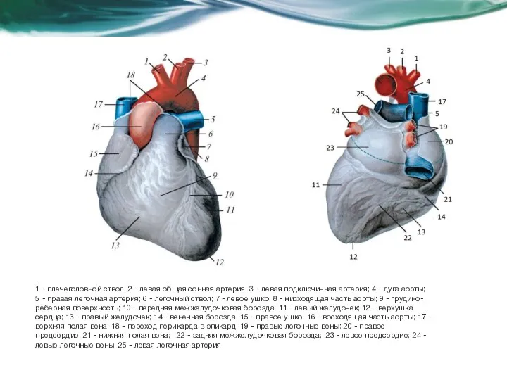 1 - плечеголовной ствол; 2 - левая общая сонная артерия; 3 -