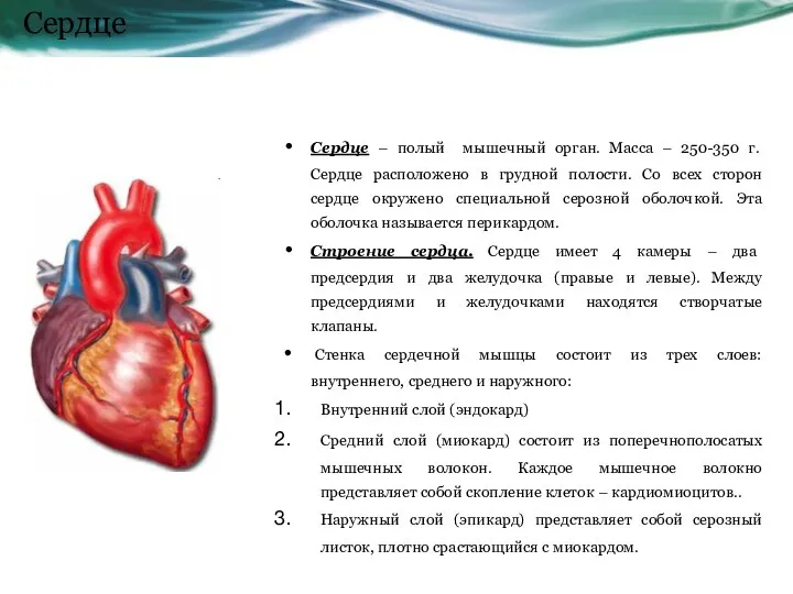 Сердце Сердце – полый мышечный орган. Масса – 250-350 г. Сердце расположено