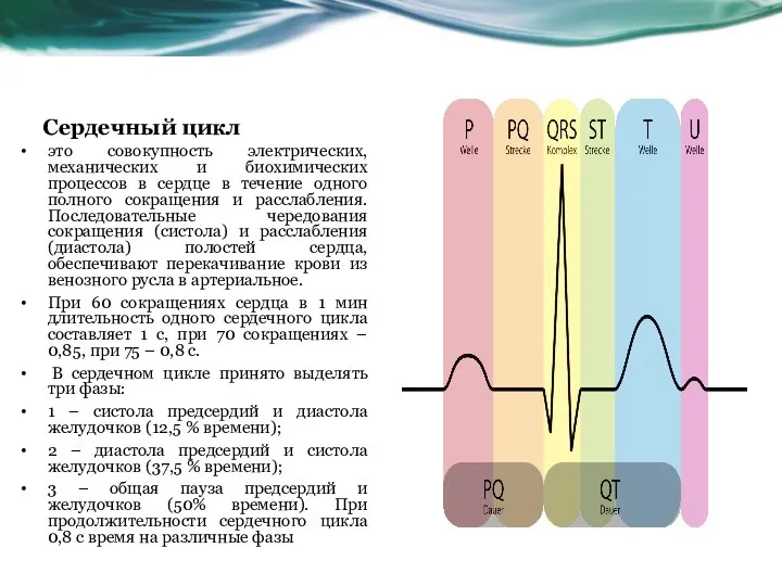 Сердечный цикл это совокупность электрических, механических и биохимических процессов в сердце в