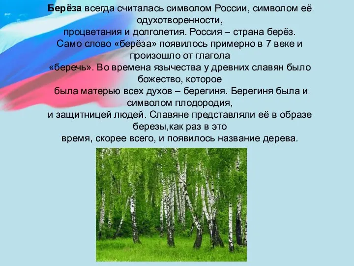 Берёза всегда считалась символом России, символом её одухотворенности, процветания и долголетия. Россия