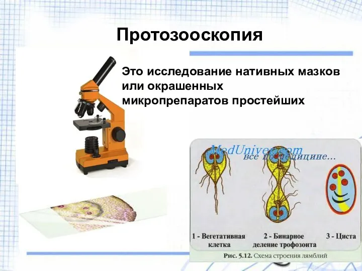 Протозооскопия Это исследование нативных мазков или окрашенных микропрепаратов простейших