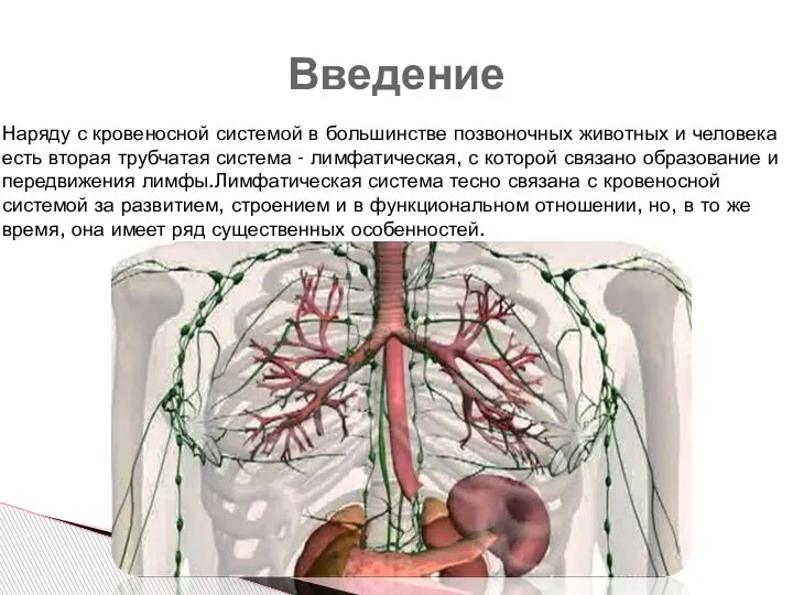 Наряду с кровеносной системой в большинстве позвоночных животных и человека есть вторая