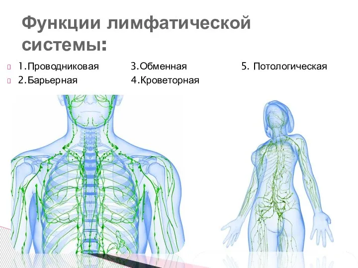 1.Проводниковая 3.Обменная 5. Потологическая 2.Барьерная 4.Кроветорная Функции лимфатической системы: