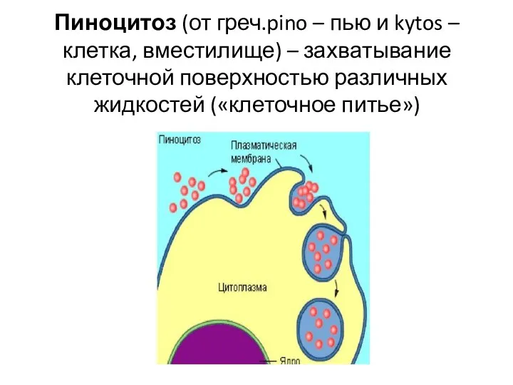 Пиноцитоз (от греч.pino – пью и kytos – клетка, вместилище) – захватывание