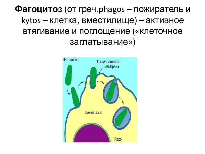 Фагоцитоз (от греч.phagos – пожиратель и kytos – клетка, вместилище) – активное