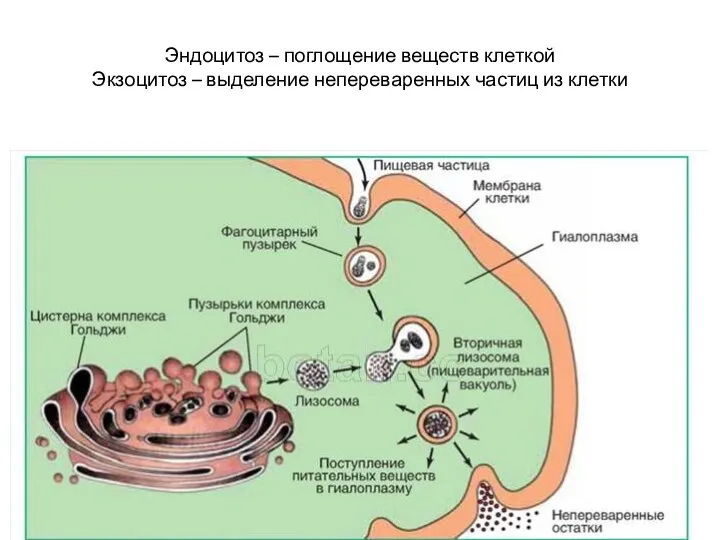 Эндоцитоз – поглощение веществ клеткой Экзоцитоз – выделение непереваренных частиц из клетки