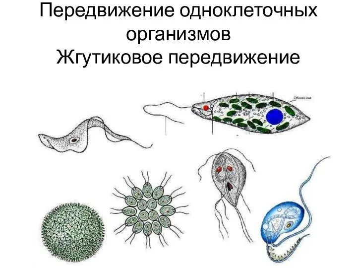 Передвижение одноклеточных организмов Жгутиковое передвижение