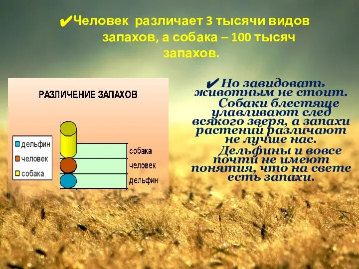 Человек различает 3 тысячи видов запахов, а собака – 100 тысяч запахов.