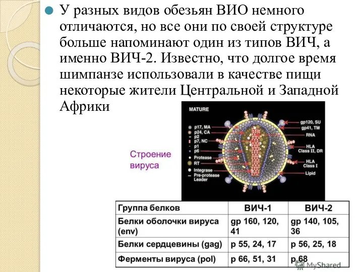 У разных видов обезьян ВИО немного отличаются, но все они по своей