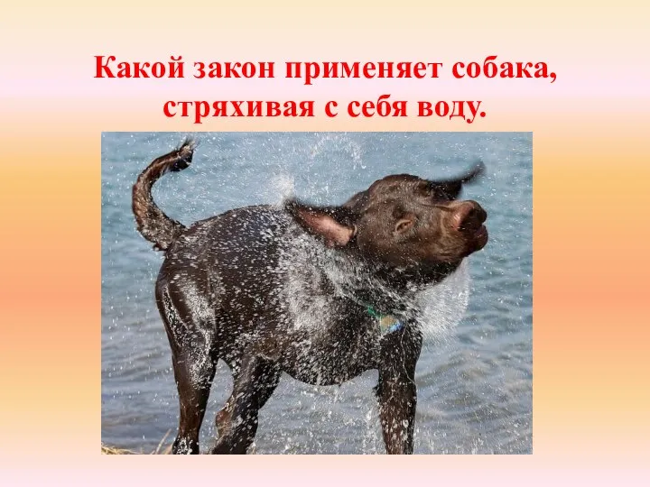 Какой закон применяет собака, стряхивая с себя воду.