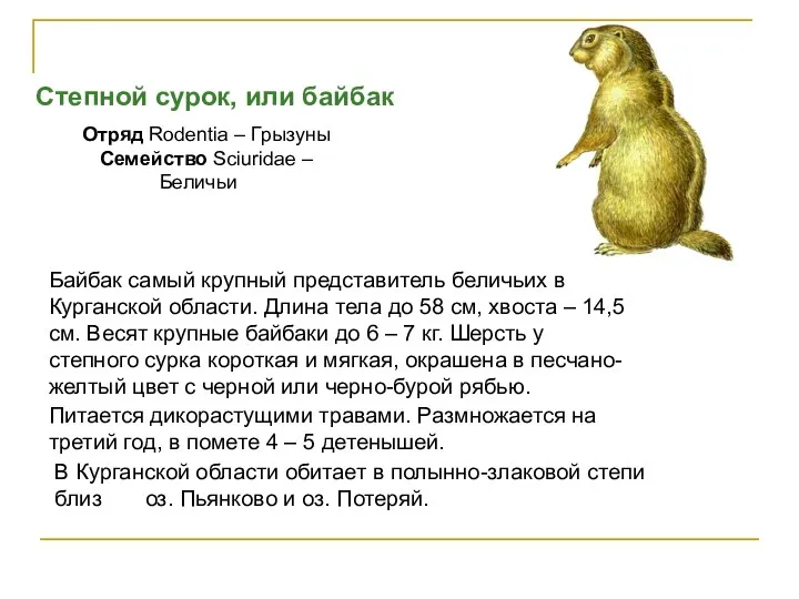 Степной сурок, или байбак Отряд Rodentia – Грызуны Семейство Sciuridae – Беличьи