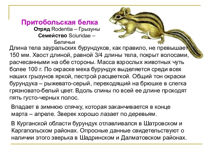 Притобольская белка Отряд Rodentia – Грызуны Семейство Sciuridae – Беличьи Длина тела