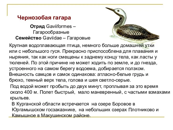 Чернозобая гагара Отряд Gaviiformes – Гагарообразные Семейство Gaviidae – Гагаровые Крупная водоплавающая