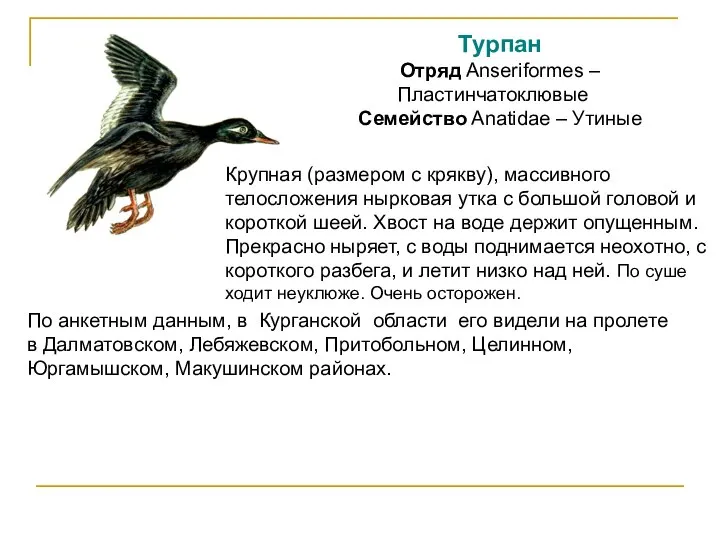 Турпан Отряд Anseriformes – Пластинчатоклювые Семейство Anatidae – Утиные Крупная (размером с