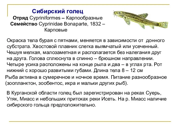 Сибирский голец Отряд Cypriniformes – Карпообразные Семейство Cyprinidae Bonaparte, 1832 – Карповые