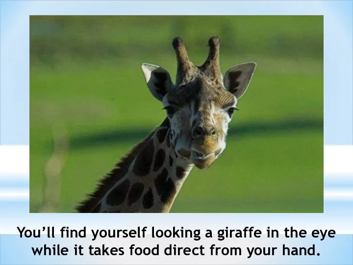 You’ll find yourself looking a giraffe in the eye while it takes