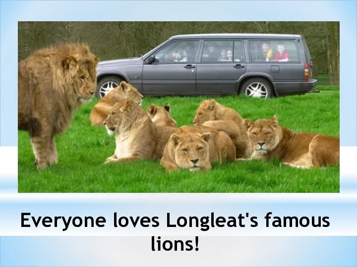 Everyone loves Longleat's famous lions!