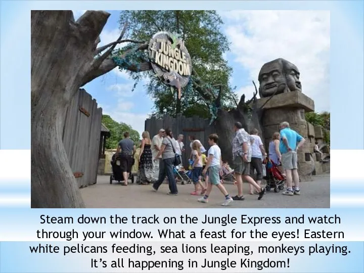 Steam down the track on the Jungle Express and watch through your