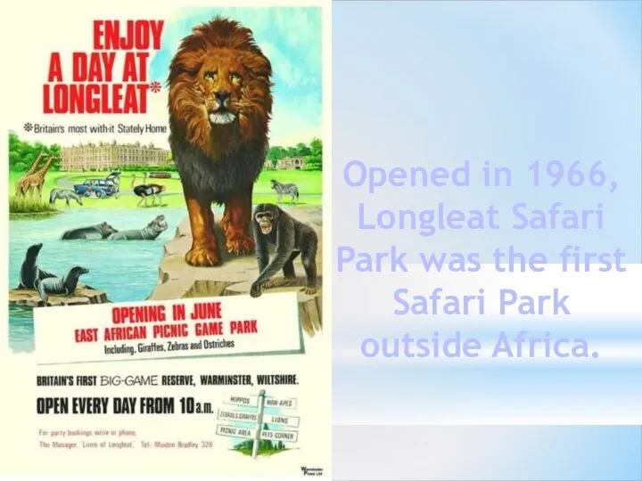 Opened in 1966, Longleat Safari Park was the first Safari Park outside Africa.