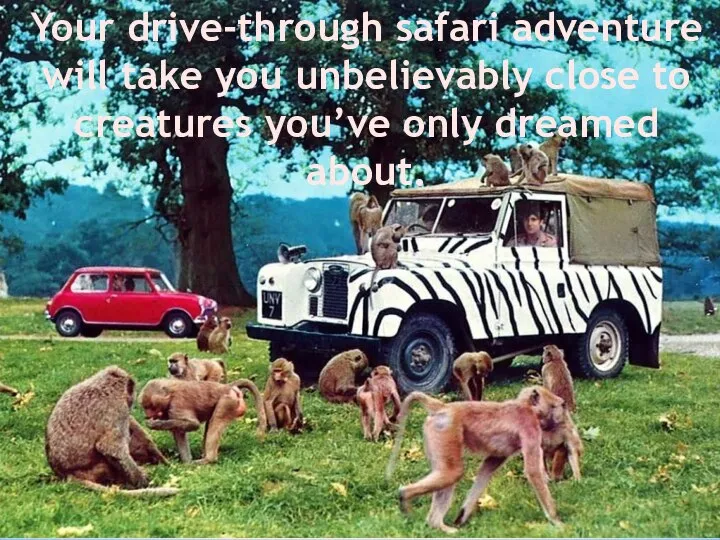 Your drive-through safari adventure will take you unbelievably close to creatures you’ve only dreamed about.