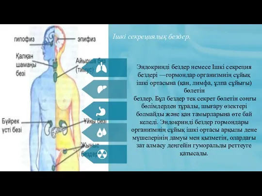 Ішкі секрециялық бездер. Эндокринді бездер немесе Ішкі секреция бездері —гормондар организмнің сұйық