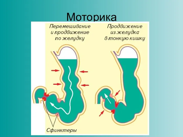 Моторика