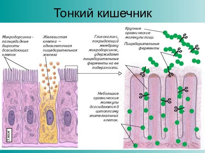 Тонкий кишечник