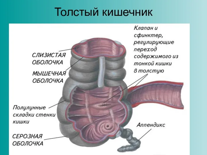 Толстый кишечник