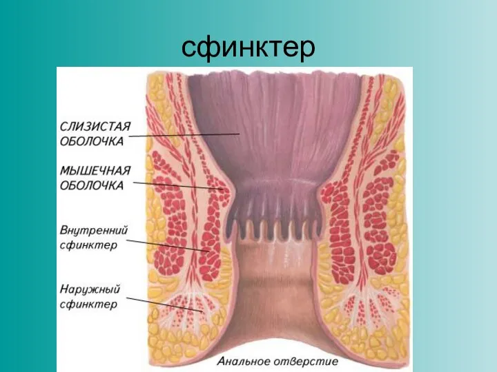 сфинктер