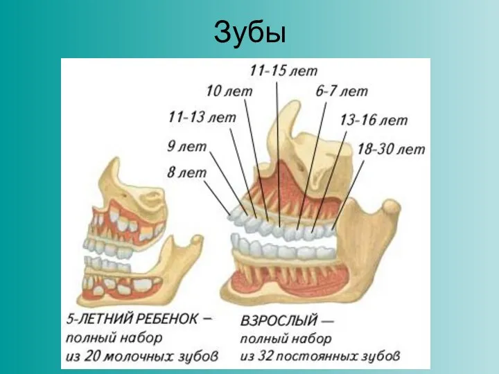 Зубы